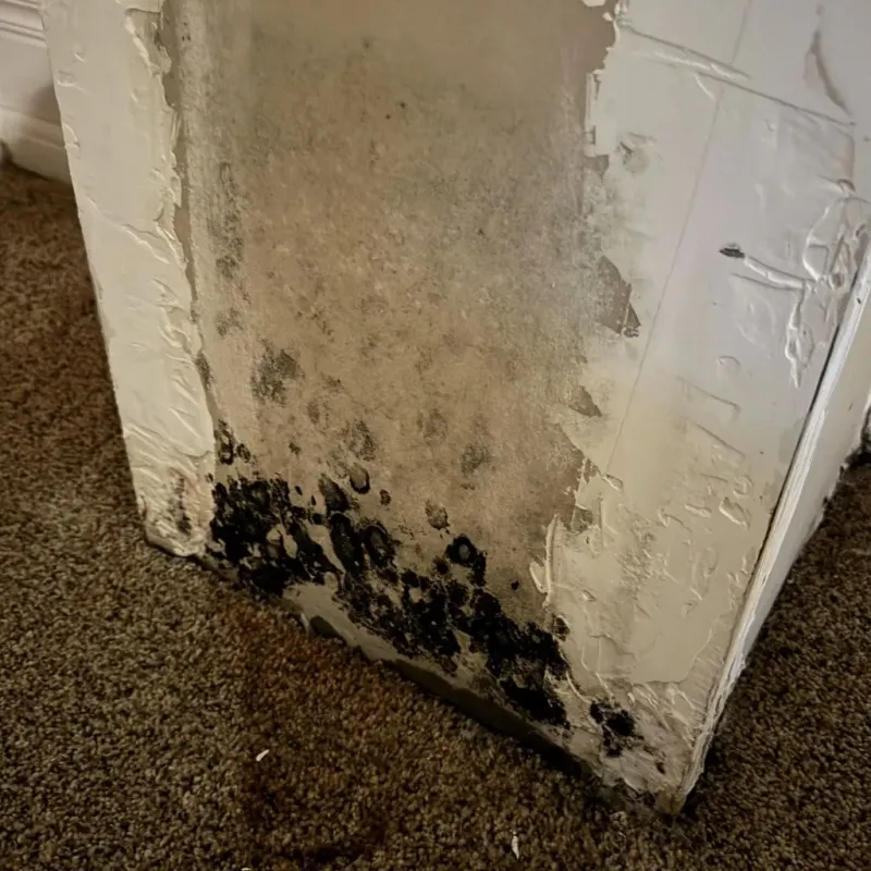 Professional Mold Removal in Poth, TX